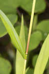 Eastern bottlebrush grass